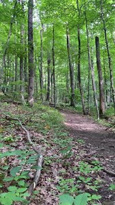 The Ovenbird (Seiurus aurocapilla) believes in working smarter, not harder. Instead of competing with various other songbirds for food and nest sites in the canopy, they settle for whatever insects they can find while walking and hopping along the forest floor. They also nest on the ground, camouflaging it among thick leaf litter. The result is a unique design that resembles a small pizza oven, hence their name. Because of this nesting strategy, breeding Ovenbirds require mature, contiguous trac