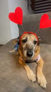 Uno de los motivos por los que existe la Kusifamilia, es para acompañarlos y contagiarlos de la alegría que significa tener a los kusis. Este video está hecho con mucho cariño y respeto para darles un momento de alegría en esta época donde todo parece tan duro. ❤️‍🩹 | La Kusi Familia