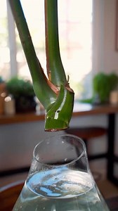 Do you propagate? Big or small. Propagating is a huge part of the plant hobby 🌵 @jaketheplantguy IG🌿 When you grow and propagate your new plant in your environment at home, you set your plant up to thrive under your own conditions. I don’t propagate with water as much these days but you can never go wrong with it. Monstera Deliciosa is one of the easiest to propagate. I believe the larger the stem cutting, the faster the new growth can reach its mature form. This one right here might be my big