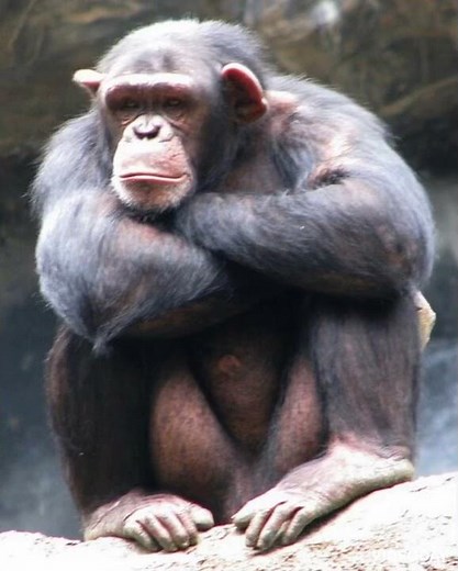 Pan Sound Effects 🐵 🔊