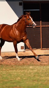 The boys are enjoying the sun and their turn out time! (Especially Chilitos) 🔥 This young sire is about to become a hot commodity considering his first few foals to ever hit the track are all taking over these schooling races. Get your contract before his slots are full!👇🏼 2024 Stud Fee: $𝟓,𝟎𝟎𝟎 📞580.279.6666 ✉️jwalden@dunnranch.com #DunnRanch | #SuccessStartsHere #BloodstockMediaCo | #Chilitos | DUNN RANCH