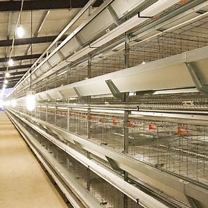 [Hot Item] Specializing in The Production of Modern Poultry Farm Equipment, Duck Cage, Duck House, Chicken Cage/Chicken House, etc