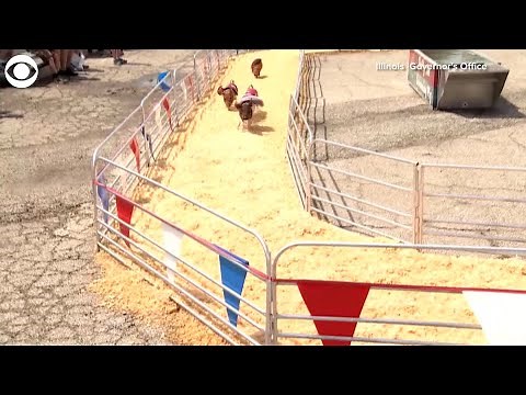 WEB EXTRA: Pig Racing At Illinois State Fair