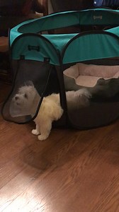 I need some peace and quiet in my condo. When I was a baby puppy, I had to wear a cone for a few weeks after puppy surgery. My mom documented some of my shennanigans. | Dountin