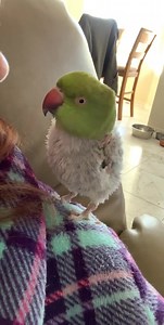 Hmmm | Yoda, the naked IRN