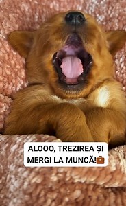 5.5K views · 72 reactions | Hai gata cu somnul! #romania #viralvideo | Alandala | Facebook