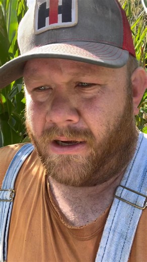 Checking the “milk line” on our double crop corn #harvest25 #corn #farmer #farming | Will Brinkley