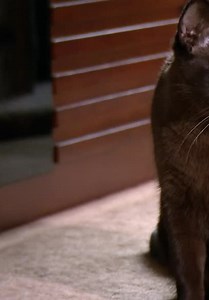 Too Cute! S01:E05 - Kitten Dolls
