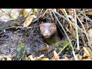 JohnBobCarlos: Everglades Mink RAREST MAMMAL IN SOUTHWEST FLORIDA