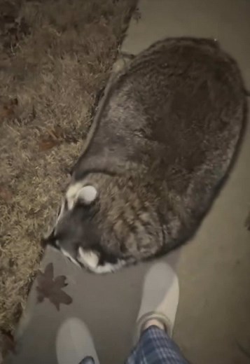 Chubby Raccoon Compilation - Cutest Fat Raccoon Moments