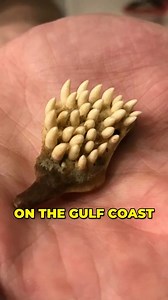 260K views · 2.7K reactions | Weird things found in Strange Places part 1 #weird #strange #discoveries #found #mysterious #history #ARTIFACTS #mystery | History Piece | Facebook