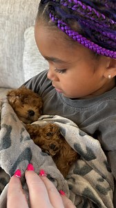 Everyone meet are sweet and sassy Coco!! @pupswithpaws #microdoodle #doodlesofinstagram #scarlettandcoco #scarlettgray | ScarlettandTiania