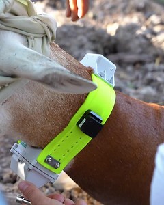 Don't panic! The collar isn't permenant, it'll be worn long enough to gather info on their behavior. We are honored to contribute to a research project that will help in the release of the critcally endangered dama gazelle. Thank you to Smithsonian’s National Zoo and Conservation Biology Institute for their continued partnership, allowing us this role in the conservation of the dama gazelle. #wildlifeconservation #wildlife #fossilrim #endangeredspecies #animalcare | Fossil Rim Wildlife Center