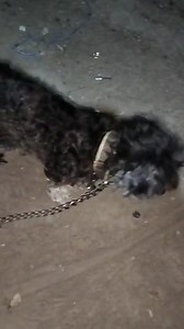 Adult female black and white Lhasa Apso available for Rehoming Note:- she has litter once before Interested dm Location:- Abeokuta Ogun state @highlight | Samuel Adekanmi Haastrup