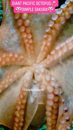 Giant pacific octopus🐙🎌 #japan #giant #pacific #octopus #worldcup #photooftheday #julyrecap #reels #reelsfb #reelsviral #reelsvideo #reels2023 #fbreels #fb #fbviral #fbpost #fypシ゚viral #fypシ゚ #fyp #fypツ #fypシ゚viralシ #foryou #foryoupage #for #view #foryoupageシ #viral #video #viralreels #viralvideo #viralpost #viralpage #vlog #viral #trend #trending #trendingreels #trendingnow #summer #summertime | Dimple Sakura