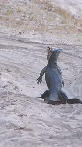 Exo Wildlife on Reels