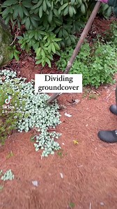 Ground cover is pretty and can help deter weeds. There are a lot of different types and this is one of my favorites: lamium maculatum (also called dead nettle). It’s a great shade plant and it attracts pollinators on its purple flowers. WARNING: there are many varieties and some of them are considered invasive in some areas so watch out. This is bad because they can spread to unwanted areas and crowd out native species and that impacts wildlife. Make sure you research this and select plants that