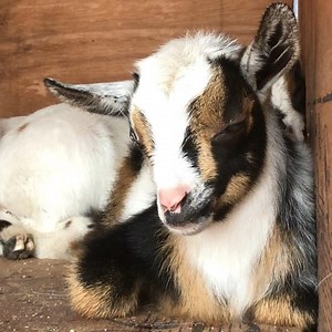 😴😴😴 | Reverse The Curse