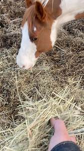I encouraged Captain to accept Monty at the round bale, but he remained suspicious. Even for horses it’s hard to be the new guy at the table. | Unicorn Acres