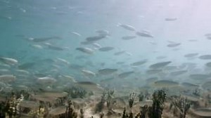 The updated draft of Bermuda’s Blue Prosperity Plan is here! This plan aims to sustainably manage and protect our ocean resources within Bermuda’s EEZ, stretching 200 nautical miles from our coastline. Key elements include: 1️⃣ Blue Economy Strategy: A blueprint for growing ocean-related industries and attracting investment. 2️⃣ Marine Spatial Plan: A framework for sustainable ocean development, protection, and management. Thanks to extensive community feedback and the best available science, th