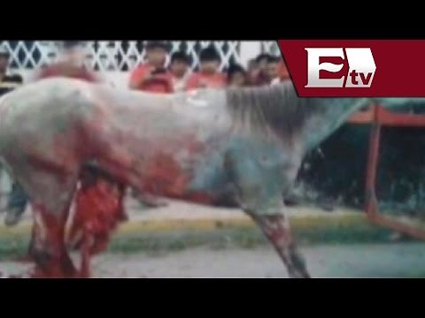 Malestar en Yucatán contra los Torneos de Lazo donde destripan caballos/ Titulares