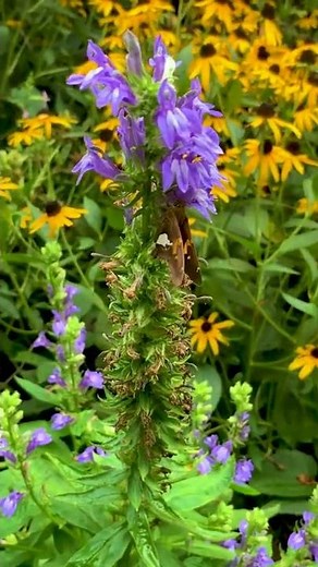 The Upper Garden 🐛
