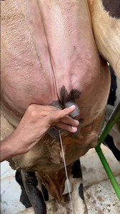 Cow Milking Routine | Clean & Safe Dairy Farming