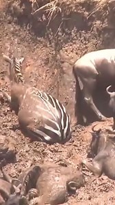 1.6M views · 6.7K reactions | Best Animal & Nature on Reels | Facebook