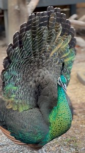 Saturdays with Solstice 💚🦚💫 #JavaGreenPeafowl #PavoMuticus #MuticusMuticus #PeacocksOfInstagram #EndangeredBirds #EndangeredSpecies #HotOffTheNest birdsofinstagram #birdsofinsta | Hot Off The Nest