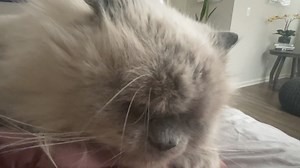 2.4K views · 145 reactions | We should start a dedicated channel: ZenKat | Seth Andrews | Facebook