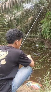 Mancing ikan betok/betik/papuyu di kanal sawit bisa strike terus 😆 #ikanpapuyu #ikanbetok | Rdua channel