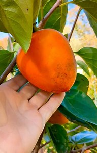 3 X Japanese Chocolate Persimmon Scions Cuttings 8-12 in for Rooting & Grafting - Etsy