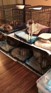 What do you do when you have an emergency rescue of 27 Poms and you're already full of rescued pups??? MamaA shows you in this video. | Pawsitively Pom Rescue