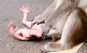 Why mom already hate me ??? Pitiful newborn monkey Ara crying breaking heart mom denied milk | Adorable Monkey