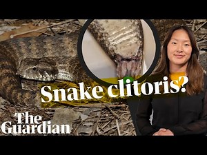 Why we only just found out about the snake clitoris