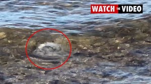 Jellyfish washing ashore on Four Mile Beach, Port Douglas