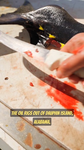 100K views · 2.7K reactions | Giant yellowfin tuna clean and cook! #tuna #fishing #yellowfintuna | Landshark Outdoors | Facebook