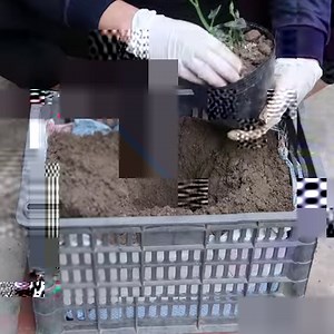 92K views · 1.7K reactions | How To Grow Chayote On The Balcony For Lots Of Fruit | DIY Balcony Garden | Facebook