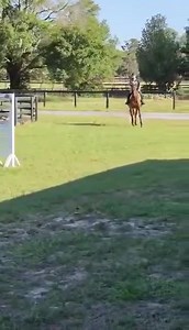 Shaq | PA Racehorse Rehoming