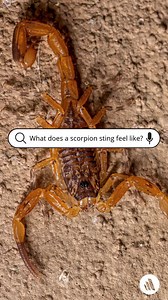 69 reactions · 13 shares | Although all scorpions in North America sting, most are relatively harmless. The stings usually cause only localized pain with minimal swelling, some lymphangitis with regional lymphadenopathy, increased skin temperature, and tenderness around the wound. Refresh your knowledge: https://mrkmnls.co/3Hf5e9f | Merck Manual Professional | Facebook