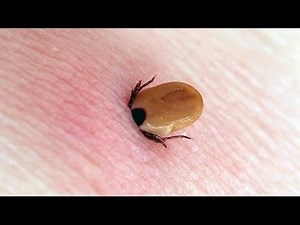 10 Most Painful Insect Stings In The World