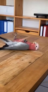 823K views · 27K reactions | Le jour où Rio a appris à faire des galipettes… et moi à paniquer 列 #perroquet | L'arche de François | Facebook