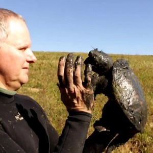 3.8M views · 38K reactions | Turtleman Kisses a Snapping Turtle with Call of The Wildman - Turtleman #turtles #animals | Wild Charles | Facebook