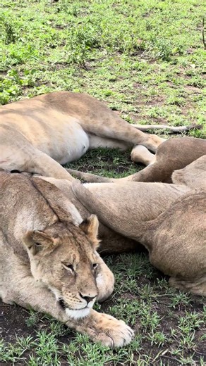 Big Lion Pride hugging and Napping, Serengeti National Park #animals #bigfive #lions