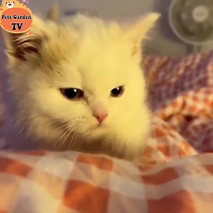 Cute cat 🤣 | Animals So Cute