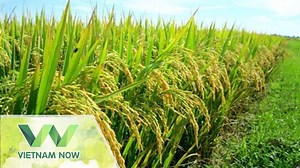 71K views · 509 reactions | Là một nữ nhà khoa học trẻ người Việt trở về từ Pháp, mang theo tâm huyết được thay đổi bảo tồn các giống gen lúa cho năng suất cao trên đồng ruộng. Người tiến sĩ ấy đã truyền hết những tâm huyết bao năm của mình cho cây lúa tạo ra những sản phẩm giá trị cho nông nghiệp nước nhà #vietnamnow #SMVDNV | Happy Vietnam | Facebook