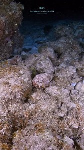 2.1K views · 115 reactions | Another master of camouflage! I found this scorpionfish during a night dive. He blends into his surroundings so well! #scuba #venomous #scubadiving #underwater #cozumel @topfans | Catherine Anne Underwater Photography | Facebook