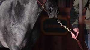 He is ready. Elite Equine Promotions #hashtags #stallion #blueroan #aqha #ncha #nrcha | Hashtags