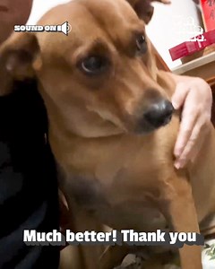 Don't forget to give your dog their daily hug, because they sure won't forget! 🤣🐶💕 | The Pet Collective