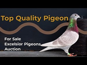 Super Quality Breeder Racing Pigeon For Sale In Excelsior Pigeons Auction